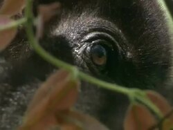 Medium Close Up static - A howler monkey munches leaves / Curu Wildlife Refuge, Costa Rica Stock Footage
