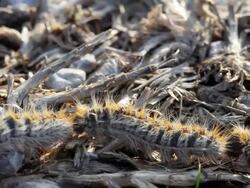 Line of caterpillars on their way Stock Footage