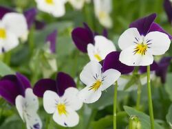 HD DOLLY: Beautiful Pansies Stock Footage