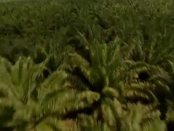 "Great aerial pan from rainforest trees to horizon, Borneo" Stock Footage