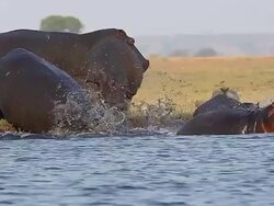 MS PAN SLO MO Shot of hippopotamus amphibius, Group entering in River / Chobe Game Reserve, Botswana, South Africa / Chobe Game Reserve, Botswana, South Africa Stock Footage