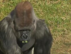 Gorilla walking towards camera close up Stock Footage