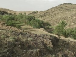 A textural landscape, of rock, scrub bush, and small trees in North Africa. Stock Footage