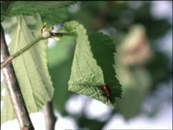 MS time lapse view of Leaf Rolling Weevil, Apoderus coryli, nest building, rolled up leaf nest, United Kingdom Stock Footage