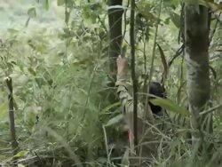MS man clearing thick vegetation / Xam Neua, Laos Stock Footage