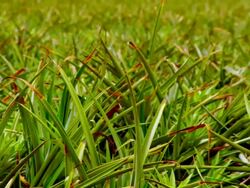 MS PAN TU Shot of  pineapple plantation / Honolulu HI, United States  Stock Footage