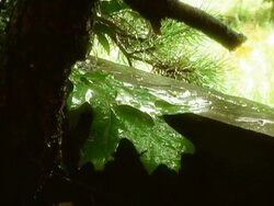 Obscure Retreat Stock Footage