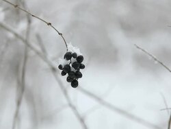 Winter berries Stock Footage