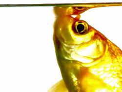 Fish Drinking water :) Stock Footage