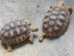 turtle surrender Stock Footage