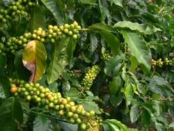 Fairtrade coffee beans Stock Footage
