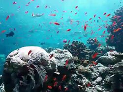 MS PAN School of jacks fish swimming over colorful reef with bright sunlight / Sipadan, Semporna, Tawau, Malaysia Stock Footage