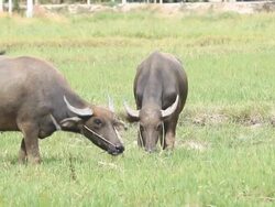 water buffalo Stock Footage