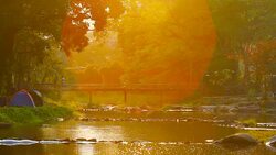 Dog walking on the bridge Stock Footage