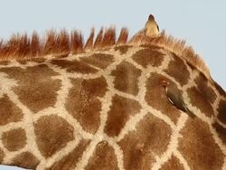 Wildlife in Kruger National Park Stock Footage