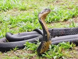 king cobra Stock Footage