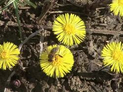 HD: Busy bee Stock Footage