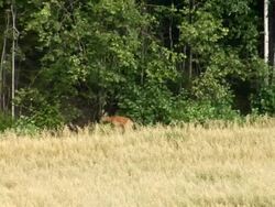 Roe Deer 02 Stock Footage