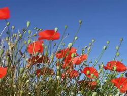 Poppies Stock Footage
