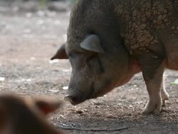 animal husbandry Stock Footage