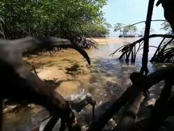 Mangrove forest Stock Footage