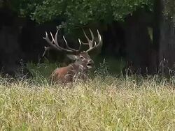 WS Red Deer, cervus elaphus, Stag Roaring during Rutting season / Normandy, France, Europe Stock Footage
