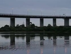 MS Group of ducks paddling in lake in front of morning traffic on Westgate Bridge / Melbourne, Victoria, Australia Stock Footage