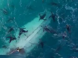 MS Shot of King Penguins, Aptenodytes patagonicus, swim over bulb nose of National Geographic Explorer / South Georgia, Island Antarctica, British Overseas Territory Stock Footage