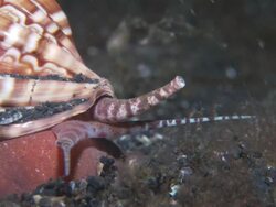 Snail, large, brown and white ribs on shell, tentacles and siphon extended, moving, Indonesia  Stock Footage