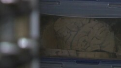 VOICED : Belgium gets worlds biggest pickled brain collection News Clip