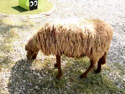 Sheep feeding Stock Footage