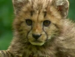 Cheetah cub looking around Stock Footage