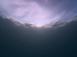 MS Shot of fish near surface / Palau, Micronesia, Palau  Stock Footage