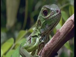 CU Juvenile Green iguana, South America Stock Footage