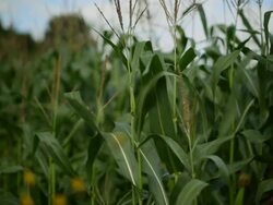 Views Of British Farming Stock Footage