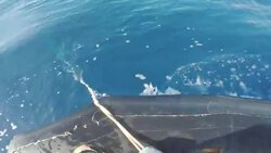 Crews Free Entangled Humpback Whale Near Maui Instructional Video