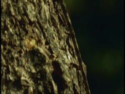 CU Lizard, camera moves up the body of lizard on tree trunk, camouflaged against bark, side view, Western Ghats, India Stock Footage