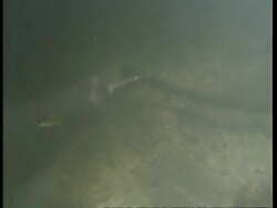 MS Boto, Inia geoffrensis, river dolphin swimming underwater across frame, Amazon, South America Stock Footage