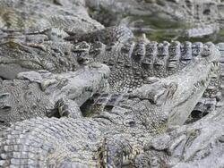 Many crocodiles Stock Footage