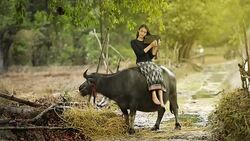 Thai girl sit on buffelo Stock Footage