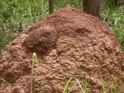 Termite mound Stock Footage