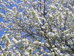 HD: Cherry Tree Blossom Stock Footage