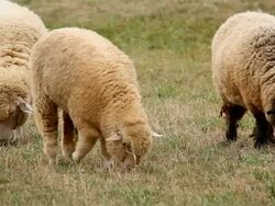 Grazing sheep Stock Footage