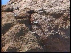 ZIMBABWE: MALINDIZIMU: NATIONAL PARK LIZARD MAN Instructional Video