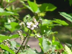 MS Honey bee on foxglove (digitalis) flower / Saarburg, Rhineland Palatinate, Germany Stock Footage