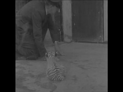SYND 10 7 68 RARE WHITE TIGER CUBS ARE PRESENTED TO THE PUBLIC AT BRISTOL ZOO Instructional Video