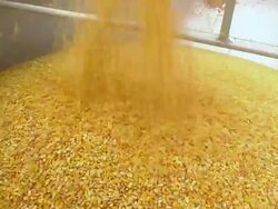 MS SLO MO Corn filling truck container / Chelsea, Michigan Stock Footage