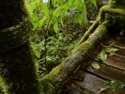 walking way in forest on rain seasons Stock Footage