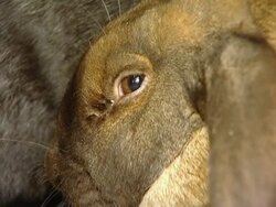 Rabbits. Stock Footage