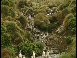 WA Royal Penguin, Eudyptes schlegeli, waddling down track, Antarctica Stock Footage